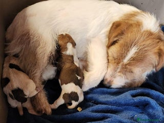 Jack Russell Terrier perros en Barcelona - Anuncio 25