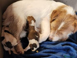 Jack Russell Terrier perros CAMADA JACK RUSSEL DISPINIBLES PARA RESERVAR en Barcelona - Anuncio 18