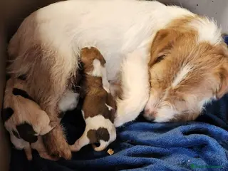 Jack Russell Terrier perros CAMADA JACK RUSSEL DISPINIBLES PARA RESERVAR en Barcelona - Anuncio 5