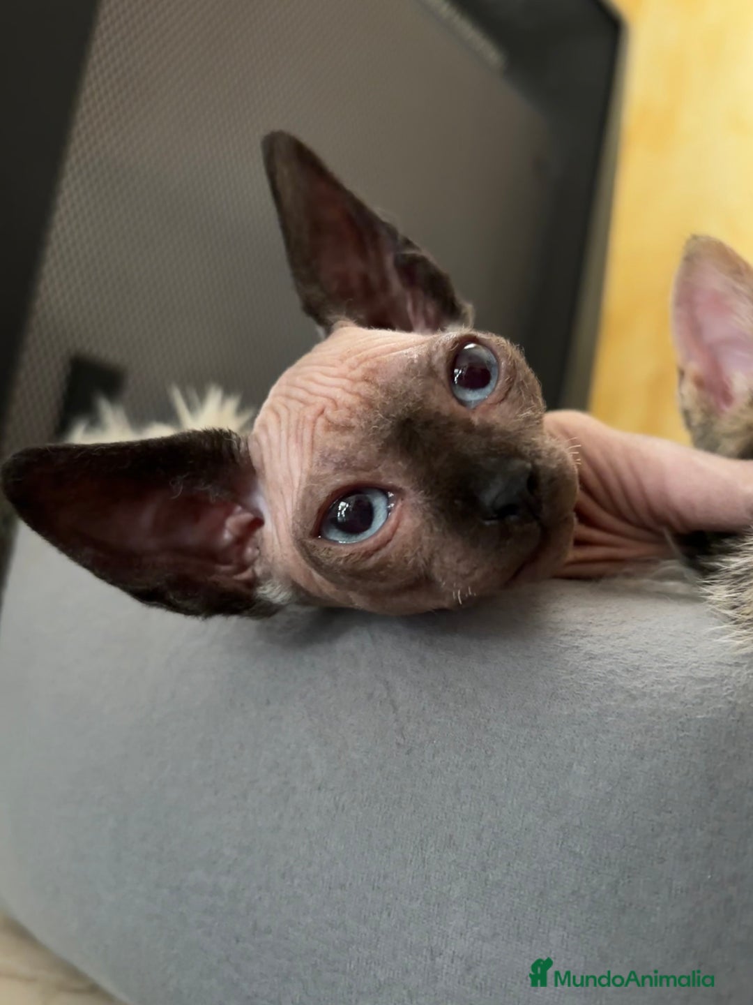 Sphynx gatos en venta: Gatos Sin Pelo Sphynx Belleza y Personalidad Única - Anuncio 1