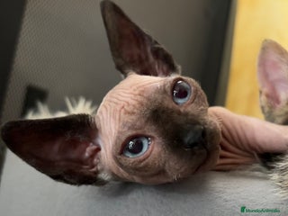 Sphynx gatos Gatos Sin Pelo Sphynx Belleza y Personalidad Única - Anuncio 1