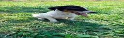 Jack Russell Terrier perros en venta: Jack Russell Terrier  - Anuncio 10