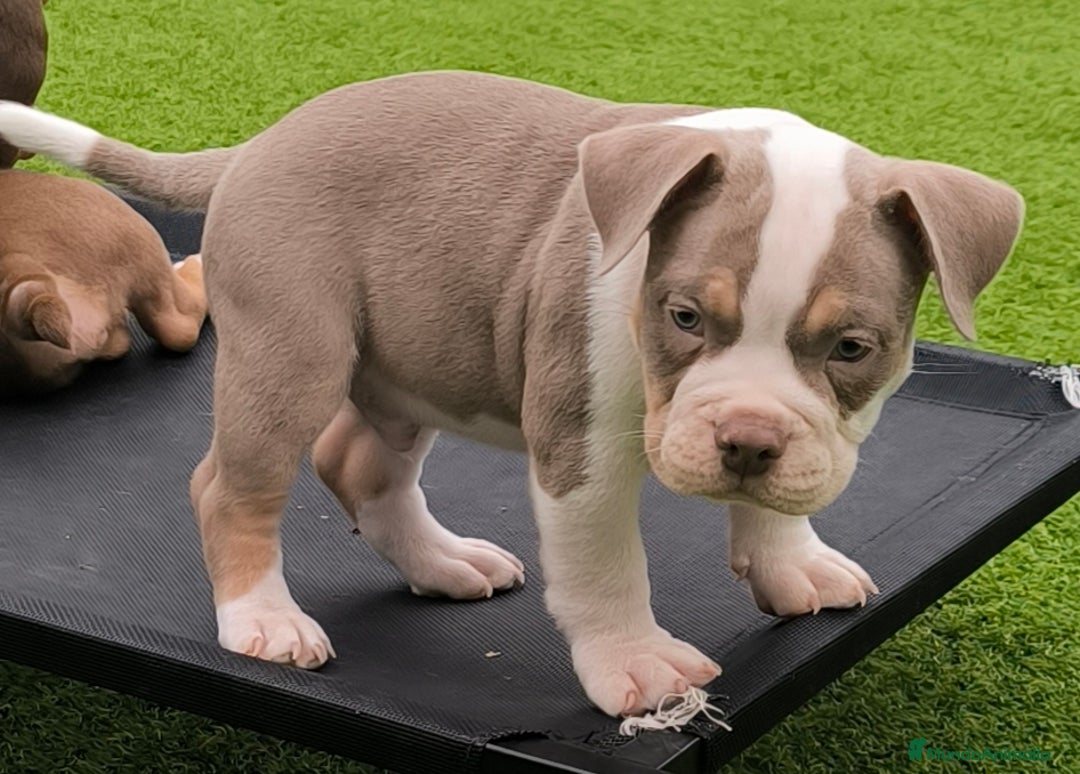 American Bully perros en venta: american bully - Anuncio 6