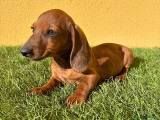 Teckel Miniatura perros - Anuncio 1