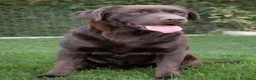 Labrador Retriever perros en venta: Compro cachorro de labrador macho o hembra - Anuncio 1