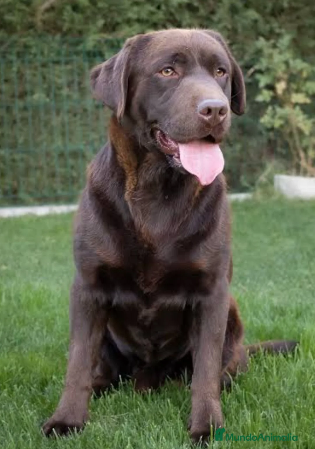 Labrador Retriever perros en venta: Compro cachorro de labrador macho o hembra - Anuncio 1