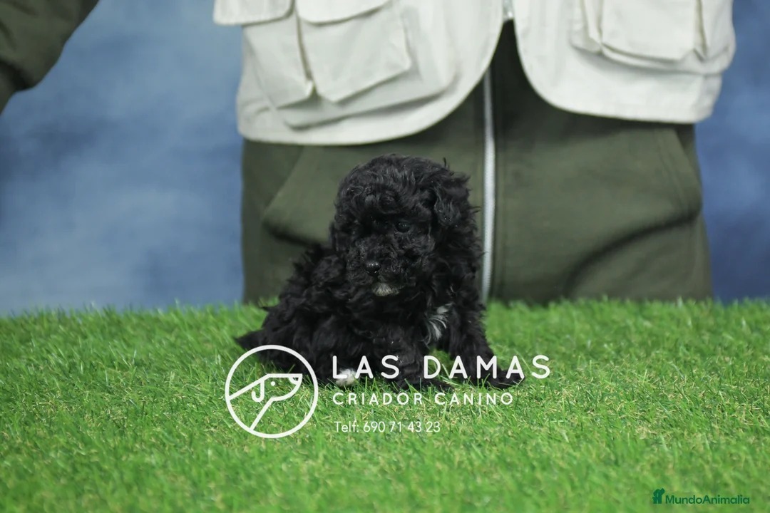 Caniche Enano perros en venta: Machos de caniche color negro - Anuncio 2