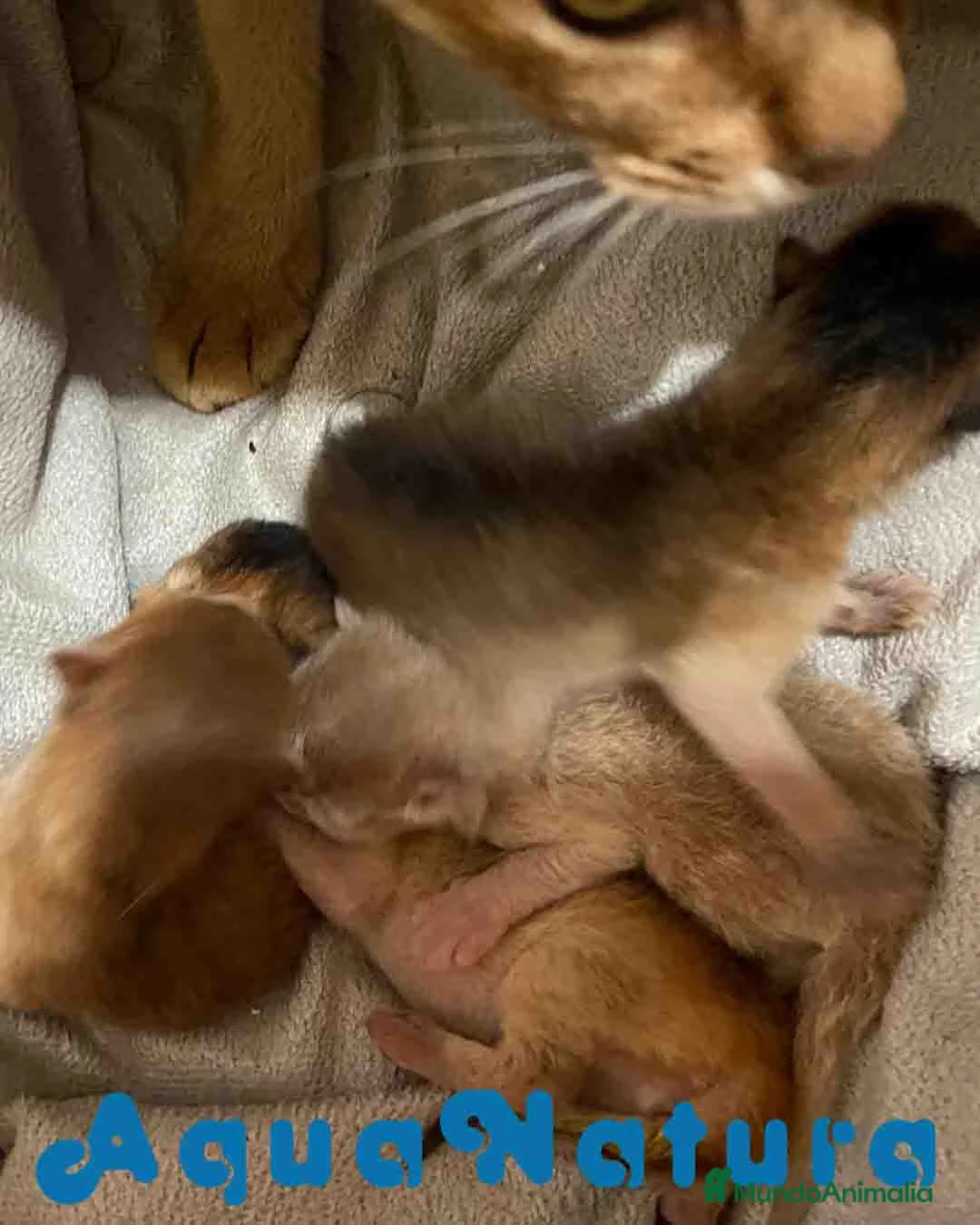 Abisinio gatos en venta:  Abisinio Hembra de Mia 7910 AQUANATURA - Anuncio 7