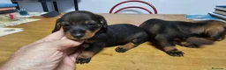 Teckel perros en venta: Espectaculares teckel canichem  - Anuncio 5