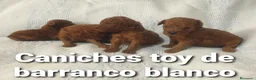 Caniche Toy perros en venta: Caniches toy con pedigree - Anuncio 4
