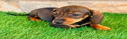 Teckel Miniatura perros en venta: Teckel Miniatura Hoja - Anuncio 9