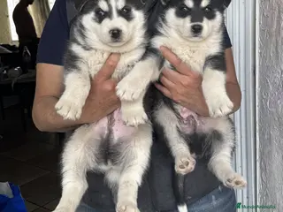 Husky Siberiano perros HUSKY SIBERIANO PUPPY - Anuncio 1