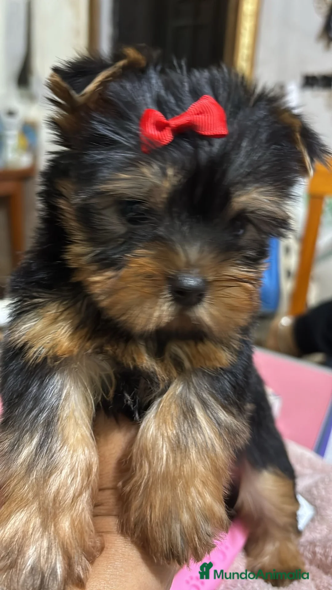 Yorkshire Terrier perros en venta: Yorksiri Toy  - Anuncio 1