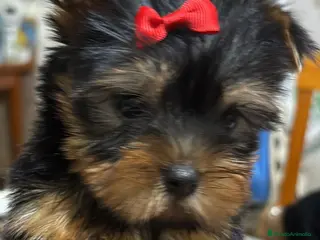 Yorkshire Terrier perros Yorksiri Toy - Anuncio 25