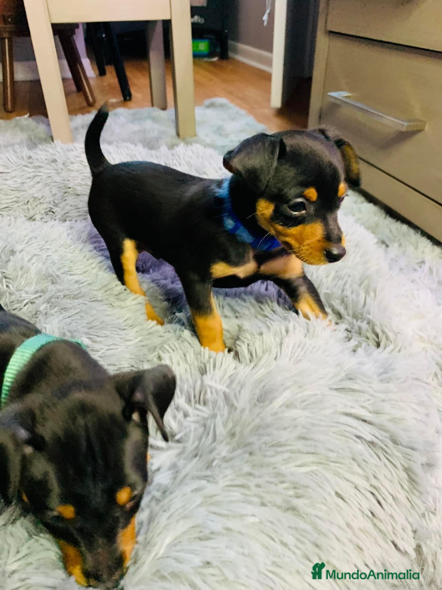 Pinscher Miniatura perros PINSCHER MINIATURA - ENTREGA EN TODA ESPAÑA  - Anuncio 3