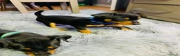 Pinscher Miniatura perros en venta: PINSCHER MINIATURA - ENTREGA EN TODA ESPAÑA  - Anuncio 1