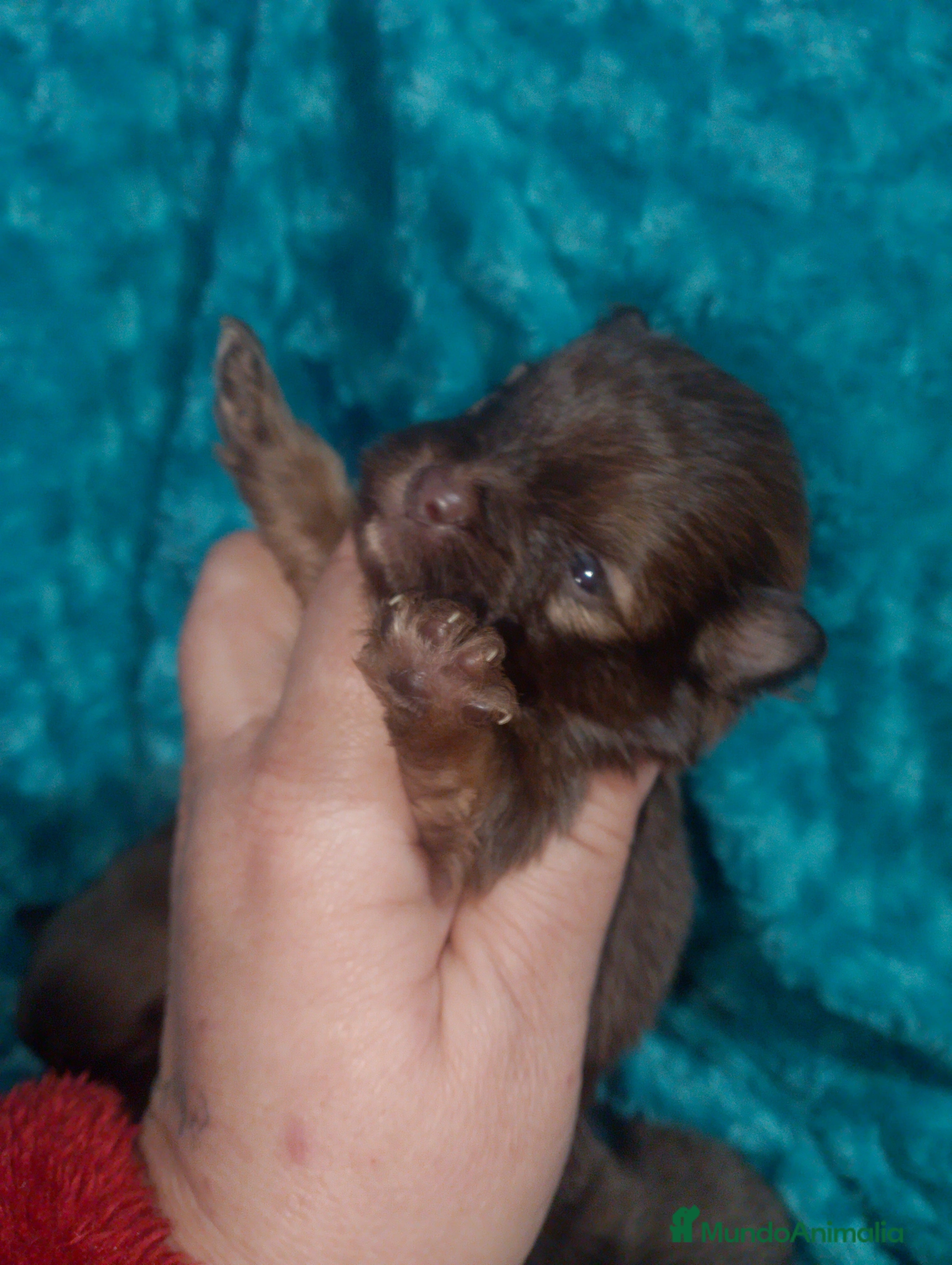 Raza Mixta perros Maltipom machos chocolate  - Anuncio 2