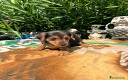 Raza Mixta perros en venta: Mix de yorkshire y chihuhua  - Imagen 2