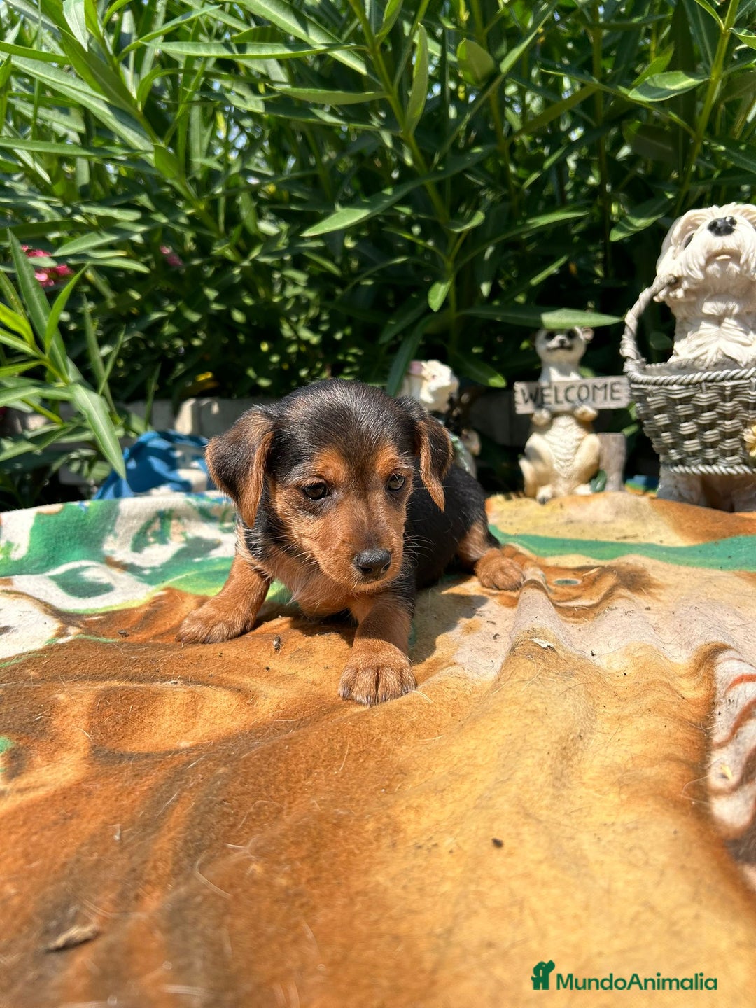 Raza Mixta perros en venta: Mix de yorkshire y chihuhua  - Imagen 2