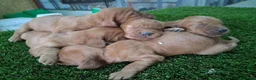 Setter Irlandés Rojo perros en venta: Setter irlandés macho y hembra rojo  - Anuncio 2