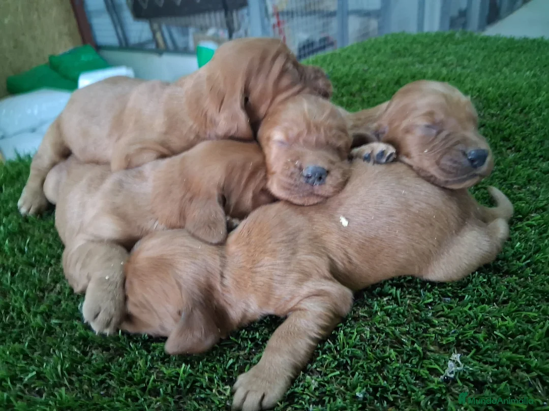 Setter Irlandés Rojo perros en venta: Setter irlandés macho y hembra rojo  - Anuncio 2