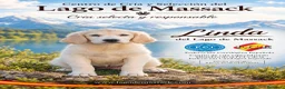Golden Retriever perros en venta: Golden Retriever  en Murcia - Anuncio 2