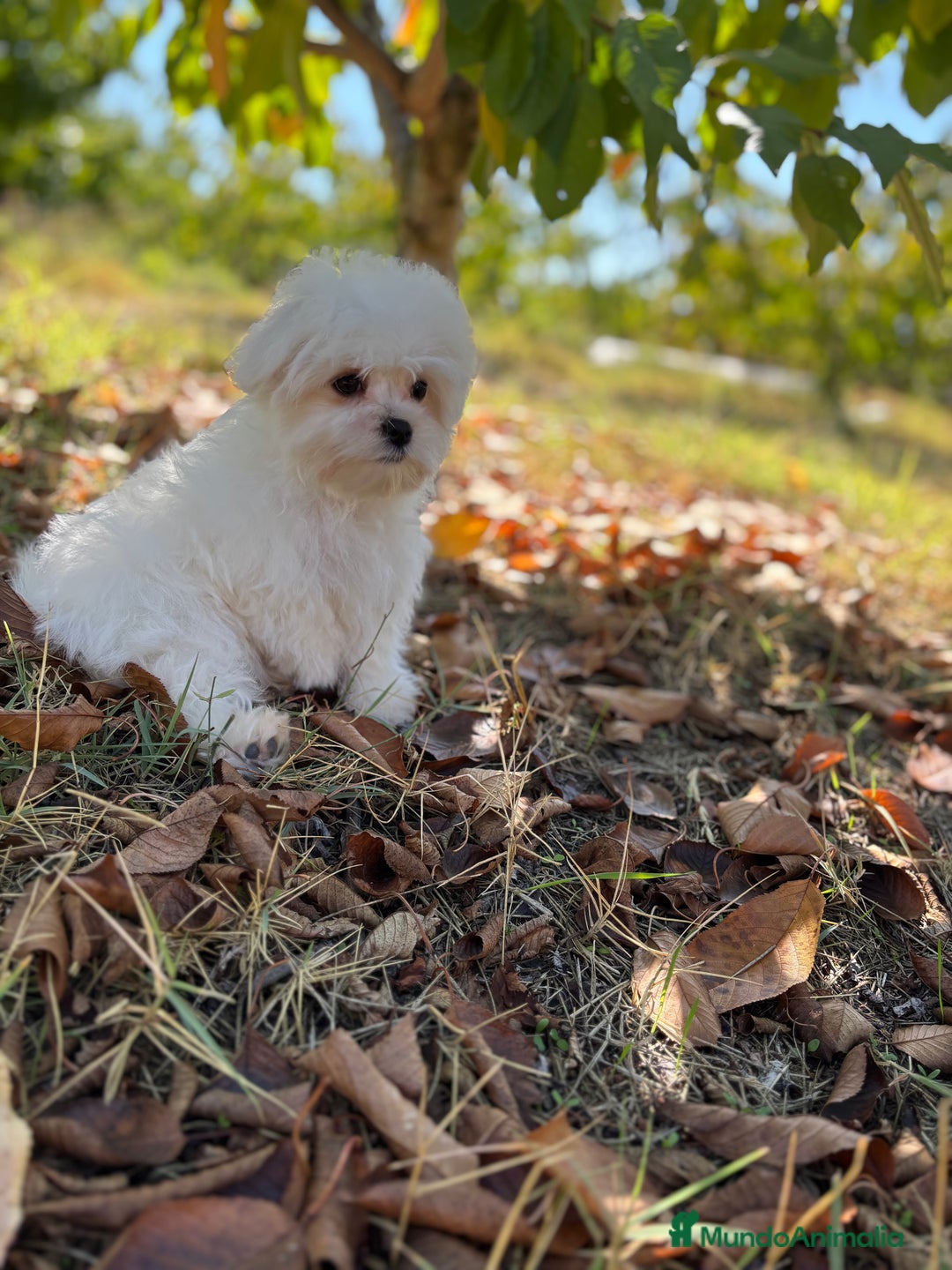 Bichón Maltés perros en venta: Bichon Maltés Toy macho disponible  - Imagen 3