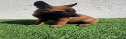 Pastor Belga Malinois perros en venta: Pastor Belga Malinois - Anuncio 6