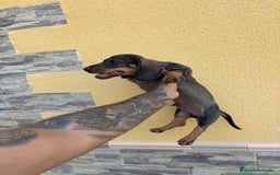 Teckel perros en venta: Teckel cachorro macho  - Imagen 7