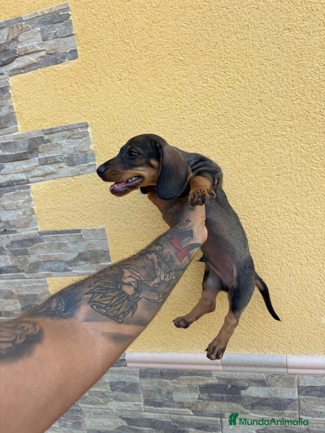 Teckel perros en venta: Teckel cachorro macho  - Imagen 7