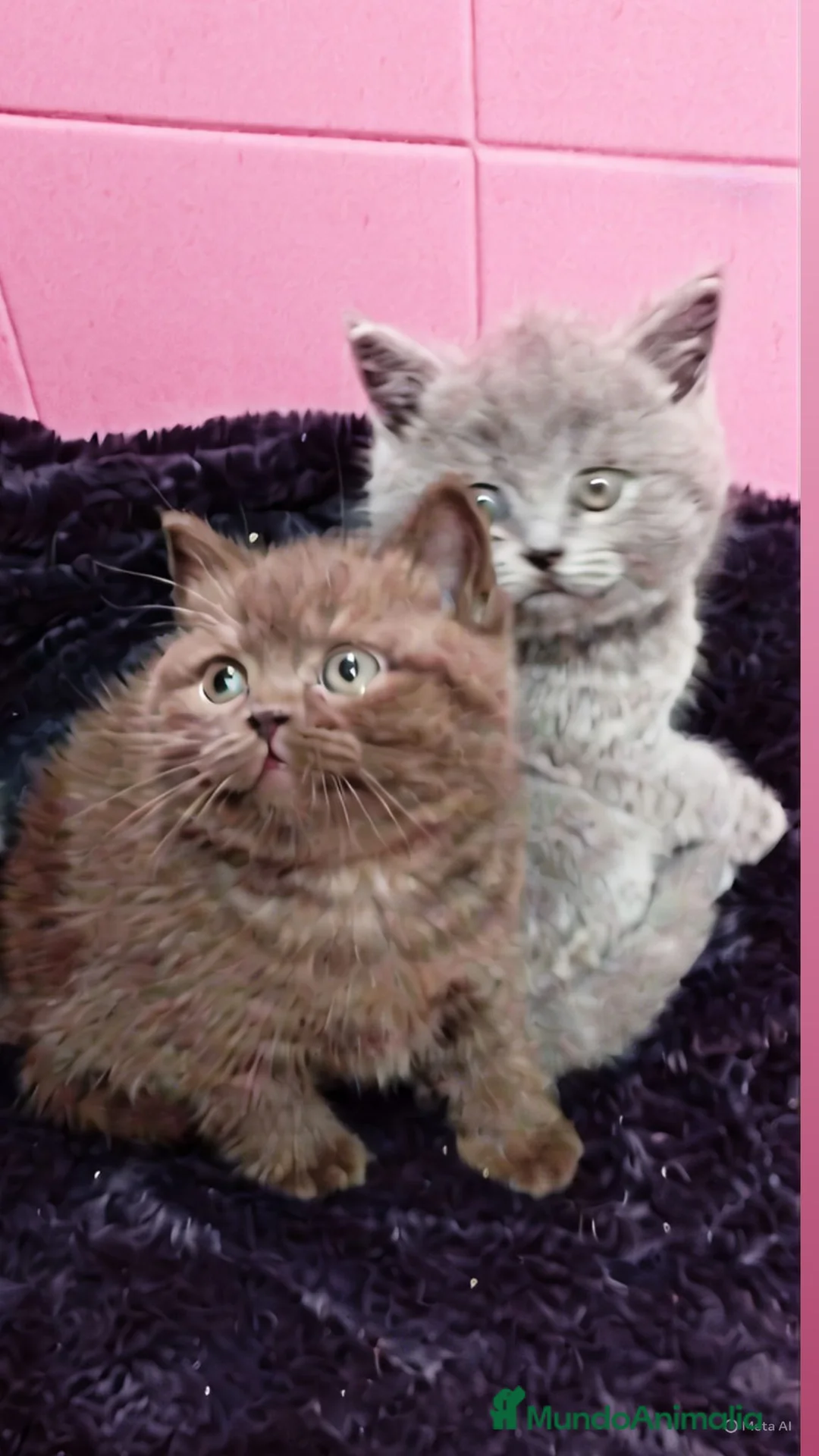 Británico de Pelo Corto gatos en venta: British shorthair  - Anuncio 1