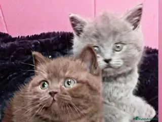 Británico de Pelo Corto gatos British shorthair - Anuncio 2