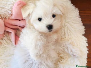 Bichón Maltés perros Bichon maltes - Anuncio 25
