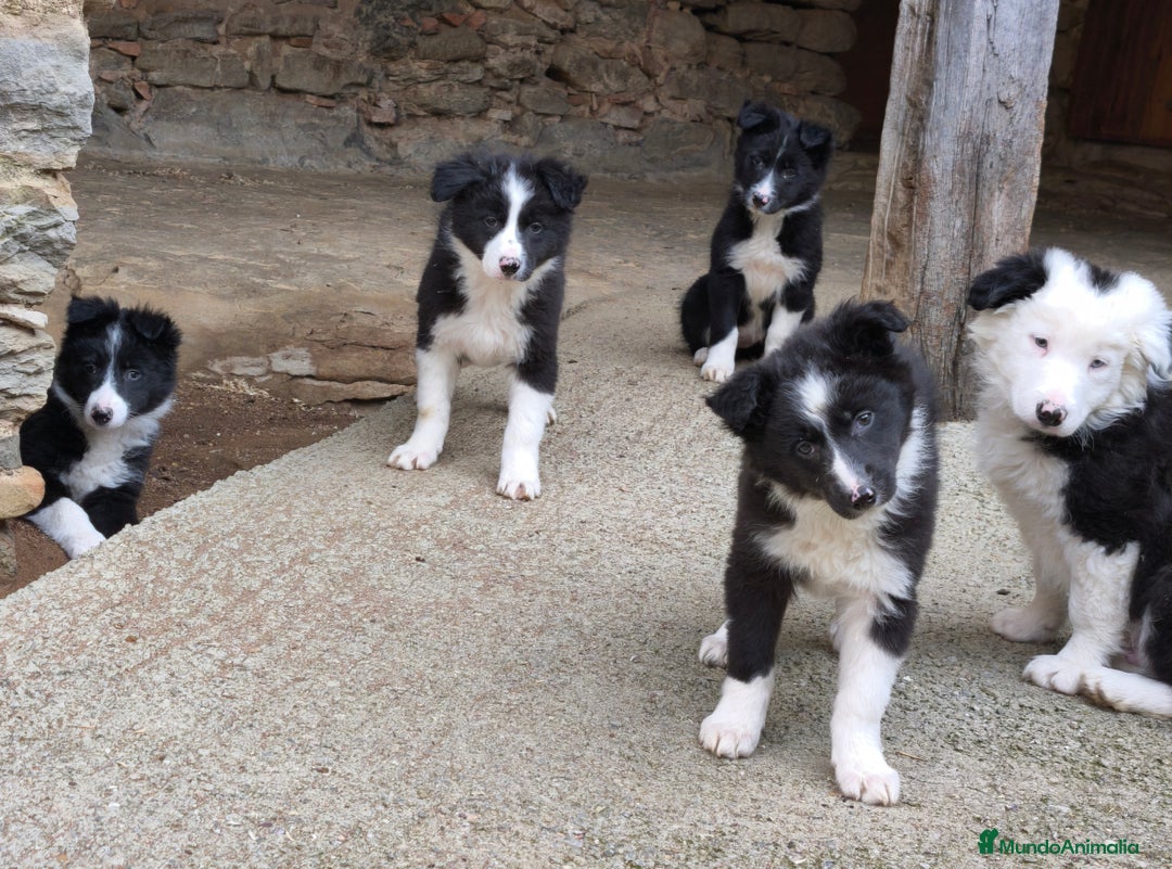 Border Collie perros en venta: Cachorros border collie de 2 meses  - Anuncio 5