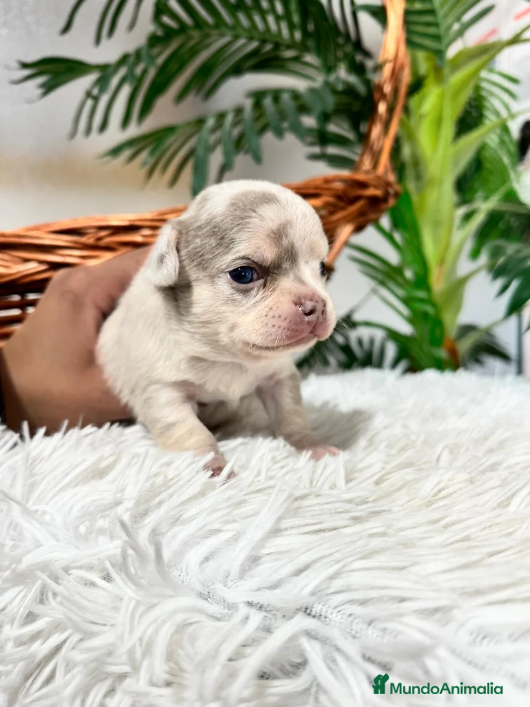 Chihuahua perros en venta: CHIHUAHUA MACHO - Anuncio 9