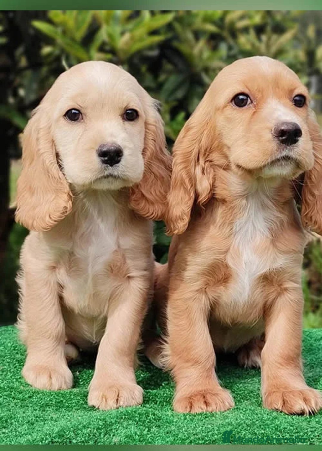 Cocker Spaniel Americano perros en venta: Entrañable cachorrito de Cokcer Spaniel - Imagen 1