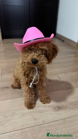 Caniche Toy perros - Anuncio 5
