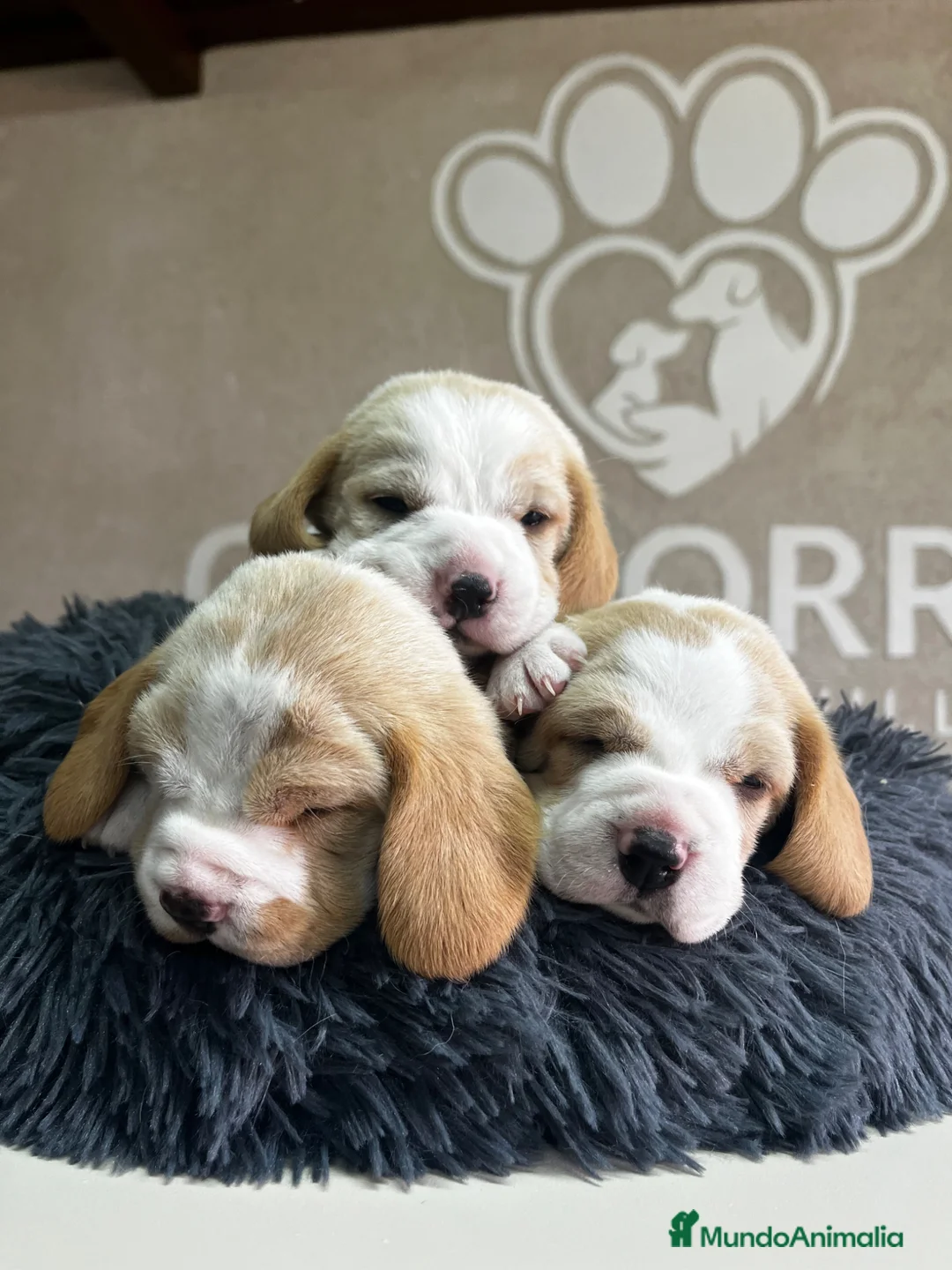 Beagle perros en venta: Beagle bicolor - Anuncio 2