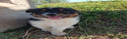 Pastor Australiano perros en venta: PASTOR AUSTRALIANO  - Anuncio 4