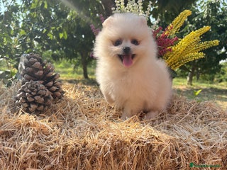 Pomerania perros - Anuncio 36