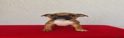 Staffordshire Bull Terrier perros en venta: Staffordshire Bull Terrier   - Anuncio 6