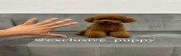 Caniche Toy perros en venta: ♥️ Caniche Asiático TeaCup 🔝 - Anuncio 2