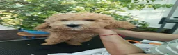 Caniche Toy perros en venta: Caniche Toy apricot  - Anuncio 6