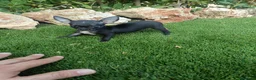 Chihuahua perros en venta: Espectacular Hembrita de Chihuahua - Anuncio 3