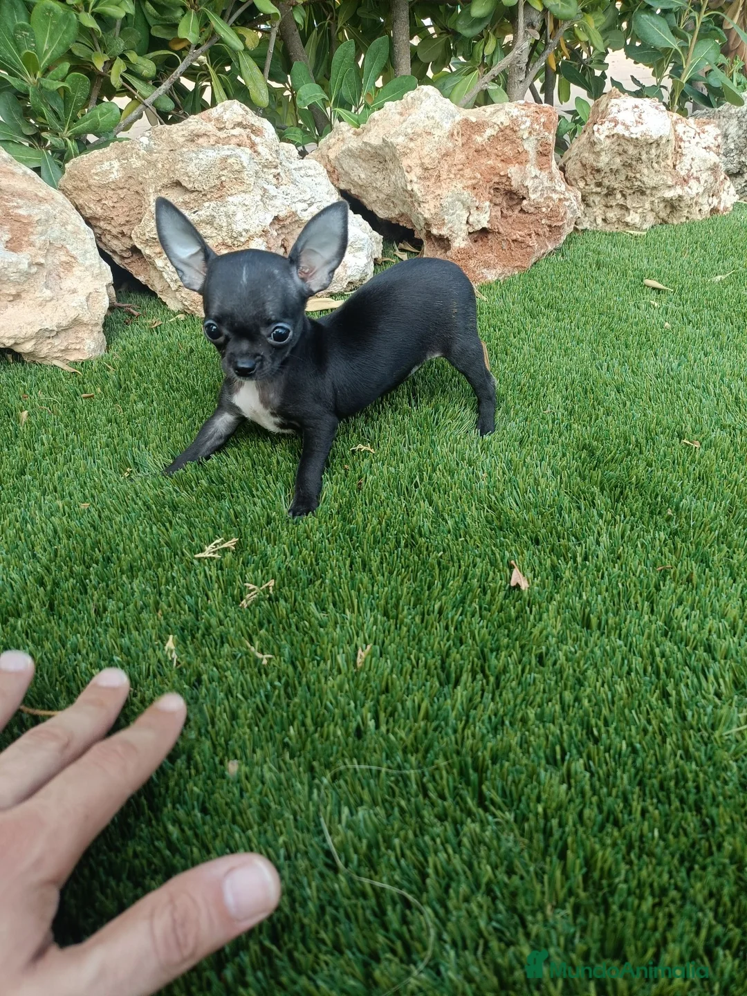 Chihuahua perros en venta: Espectacular Hembrita de Chihuahua - Anuncio 3