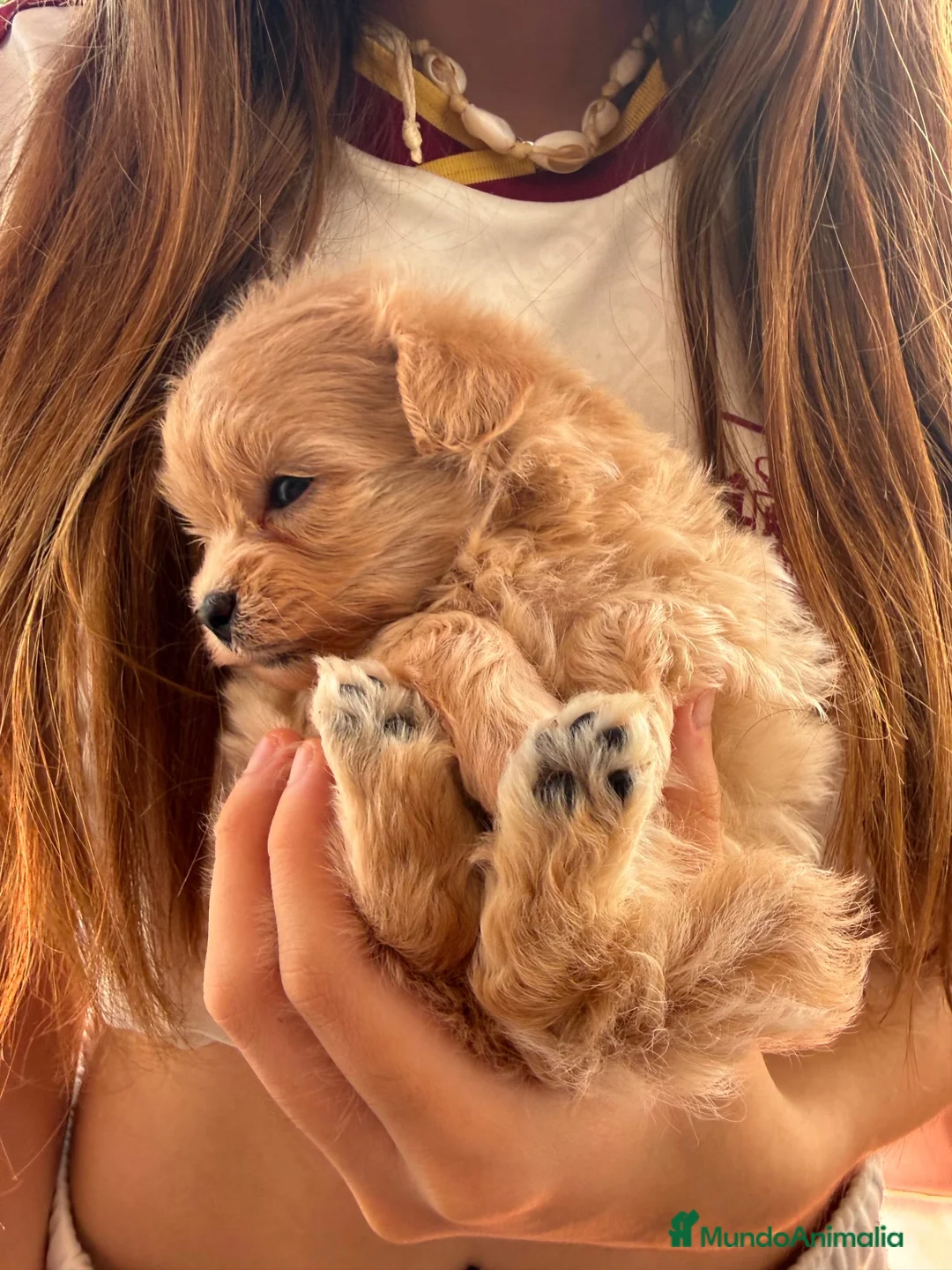 Maltipoo perros en venta: Maltipoo TOY máxima calidad  - Anuncio 7