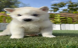 Husky Siberiano perros en venta: HUSKY SIBERIANO - Imagen 5