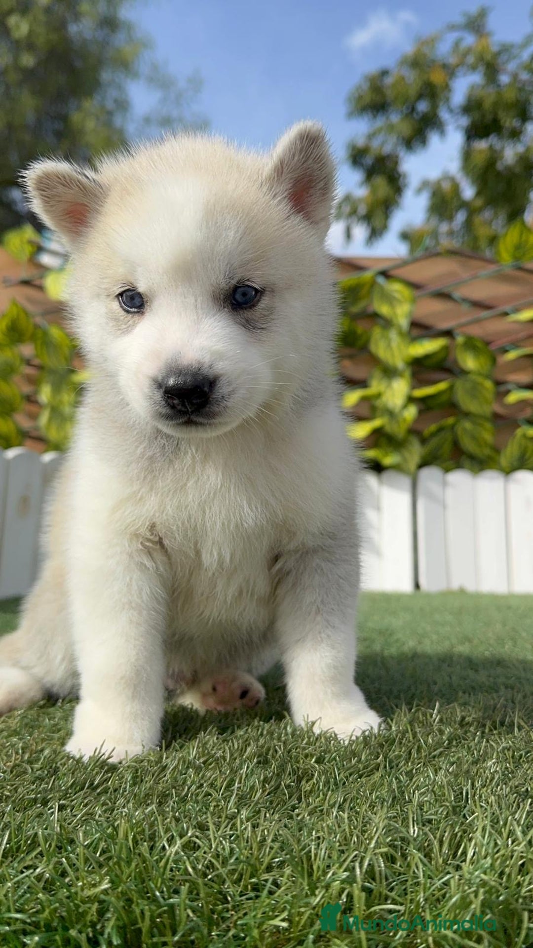 Husky Siberiano perros en venta: HUSKY SIBERIANO - Imagen 5