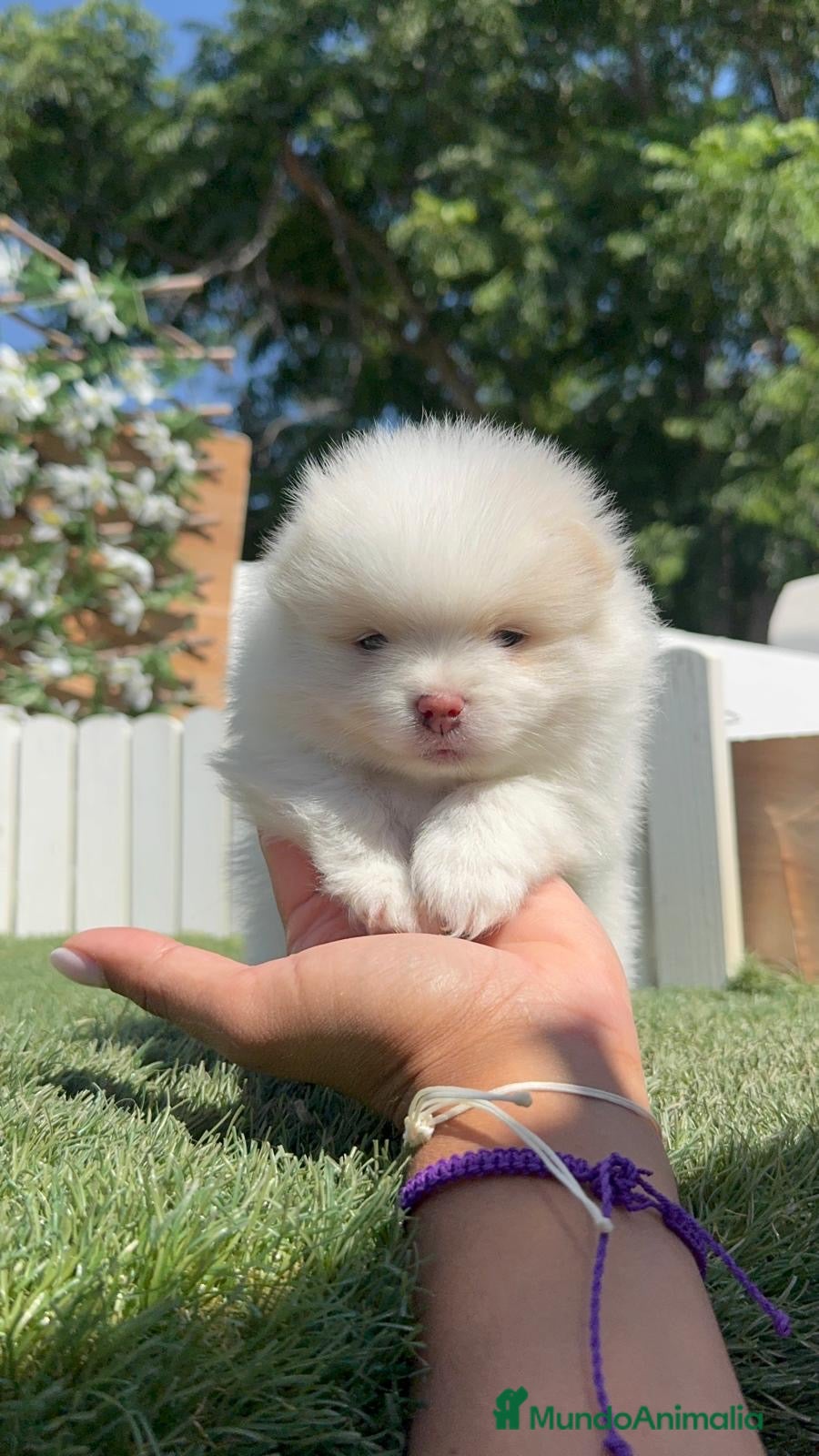 Pomerania perros POMERANIA - Anuncio 2