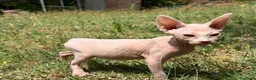 Sphynx gatos en venta: Gatito macho sphynx  - Anuncio 3